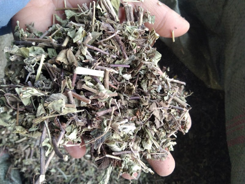 牛至别名土香薷白花茵陈满坡香、满山香五香草、暑草
