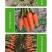 三红五寸胡萝卜种子，三红萝卜种子，好吃好卖