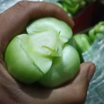 北京精品小中大颗油菜