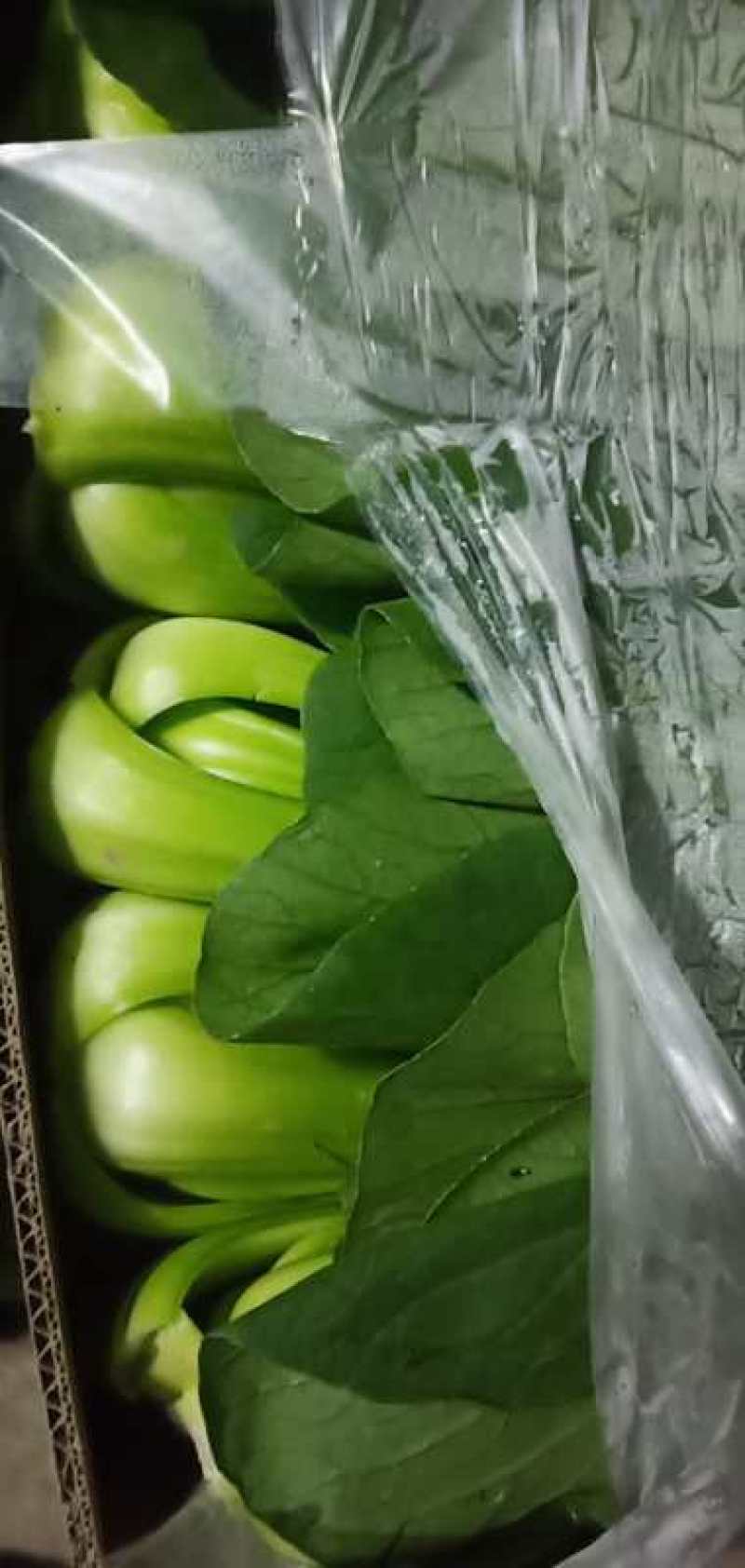 北京精品小中大颗油菜