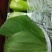 北京精品小中大颗油菜