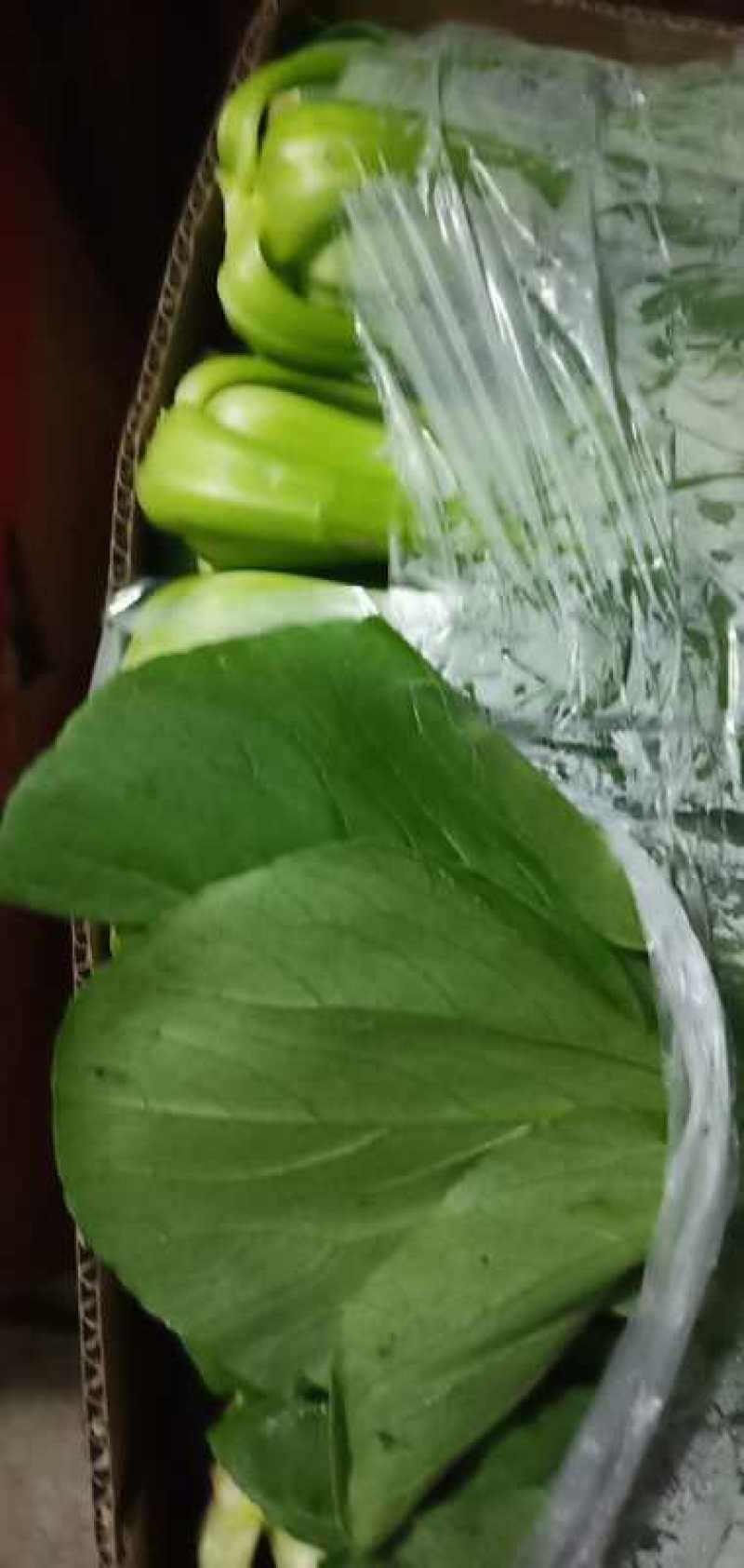 北京精品小中大颗油菜