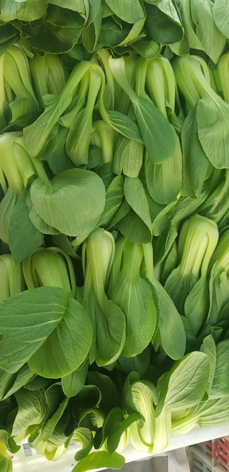 北京精品小中大颗油菜