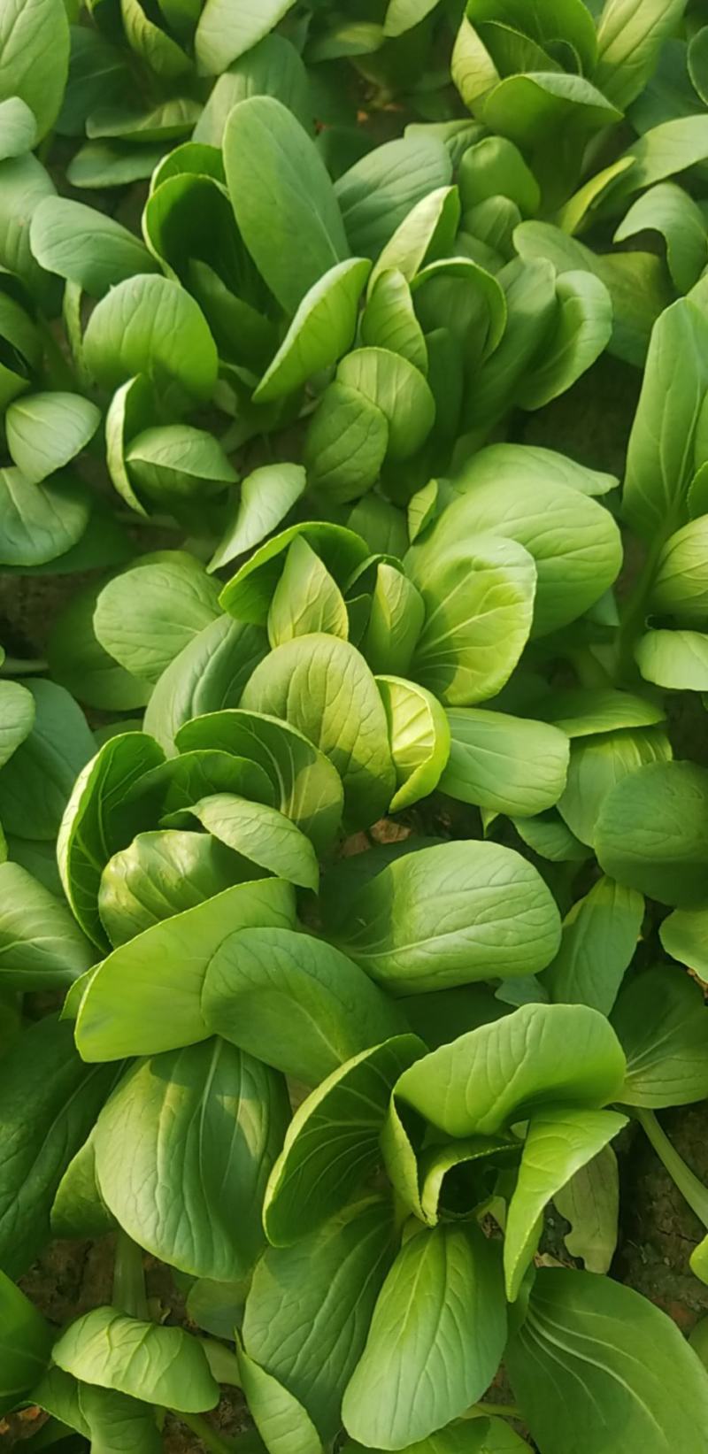 北京精品小中大颗油菜