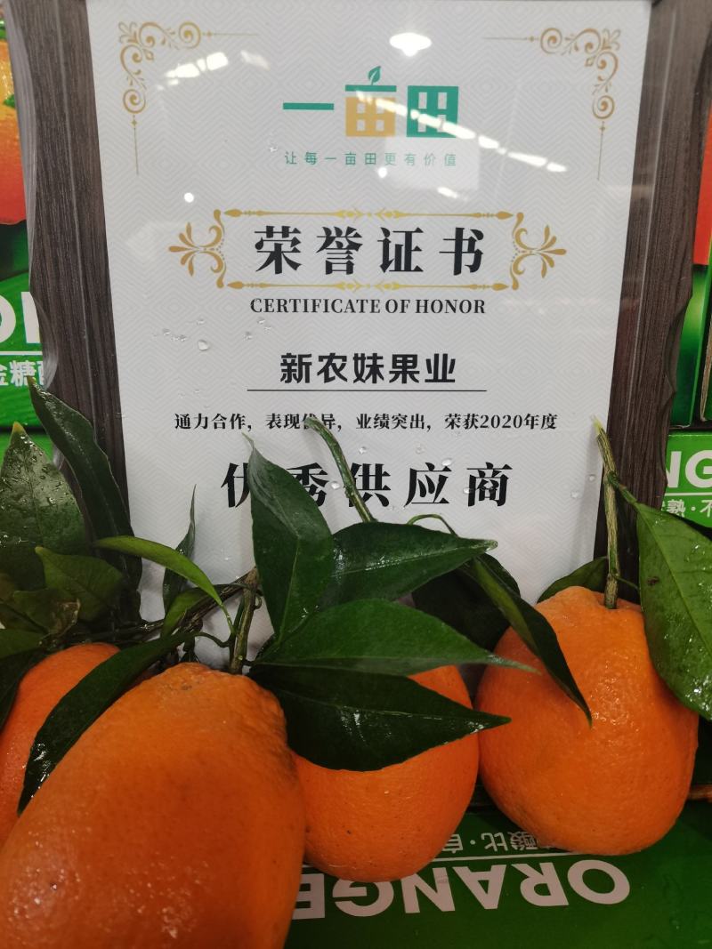 【优选】湖北纽荷尔脐橙农家货源皮薄汁多口感甜果园现发