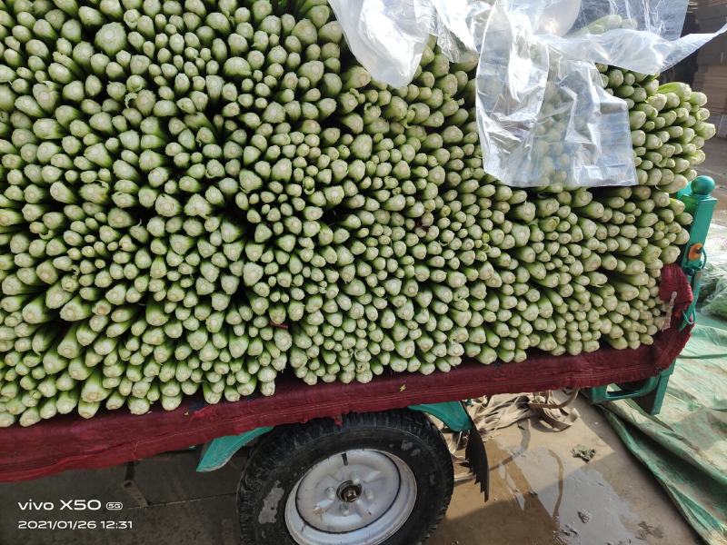 精品芹菜，基地芹菜大量上市质量有保障自己工人，需要的联系