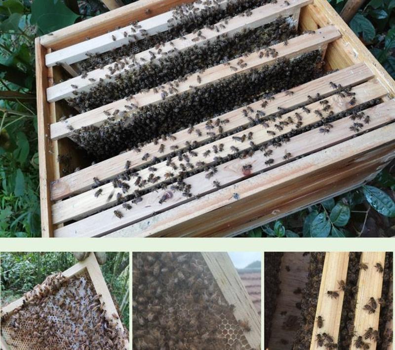 巢框蜂巢框中蜂意蜂半成品杉木巢础框架蜜蜂养蜂专用蜂箱工具
