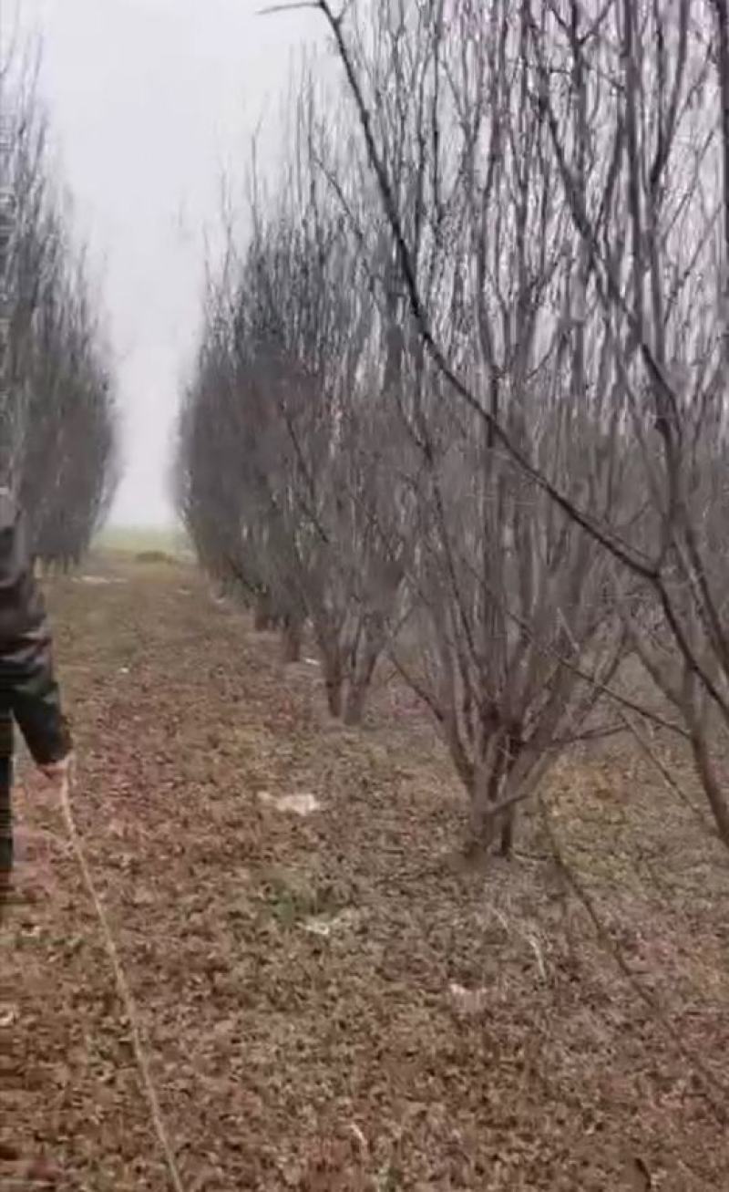 丛生紫叶李丛生红叶李