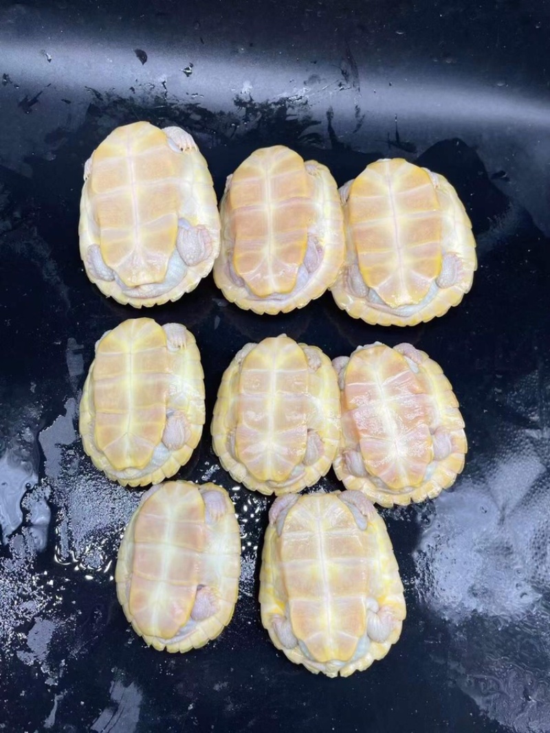 变异巴西龟种龟的午后，享受阳光浴的样子美极了，小龟也有喔