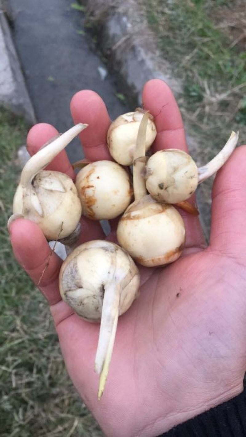 精品白茨菇，产地直供