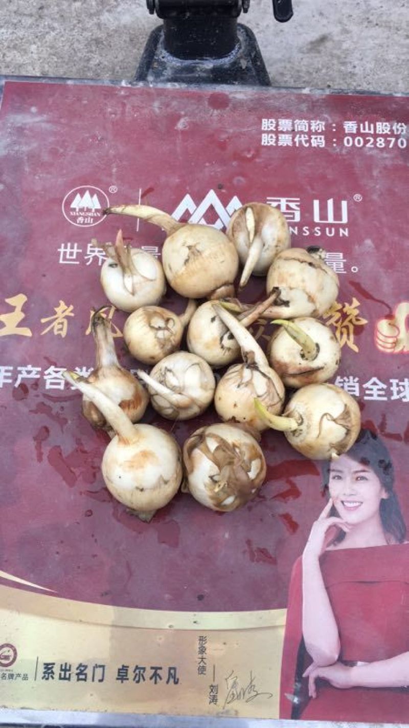 精品白茨菇，产地直供