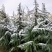 南京4米雪松价格行情