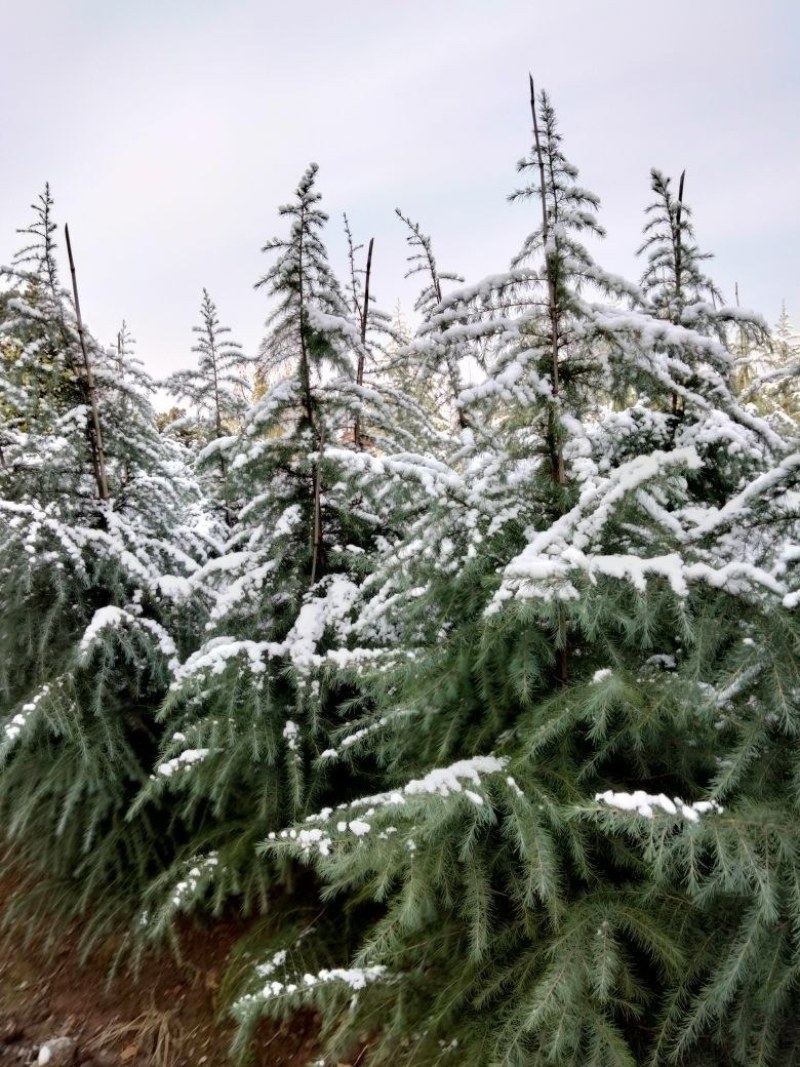 南京4米雪松价格行情
