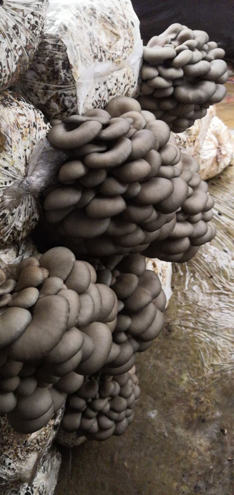 无公害食用菌：精品平菇，平菇干，食用菌棒生产销售