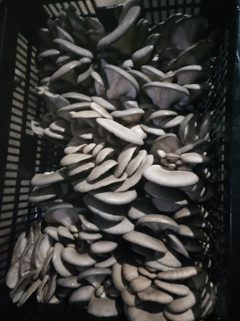 无公害食用菌：精品平菇，平菇干，食用菌棒生产销售