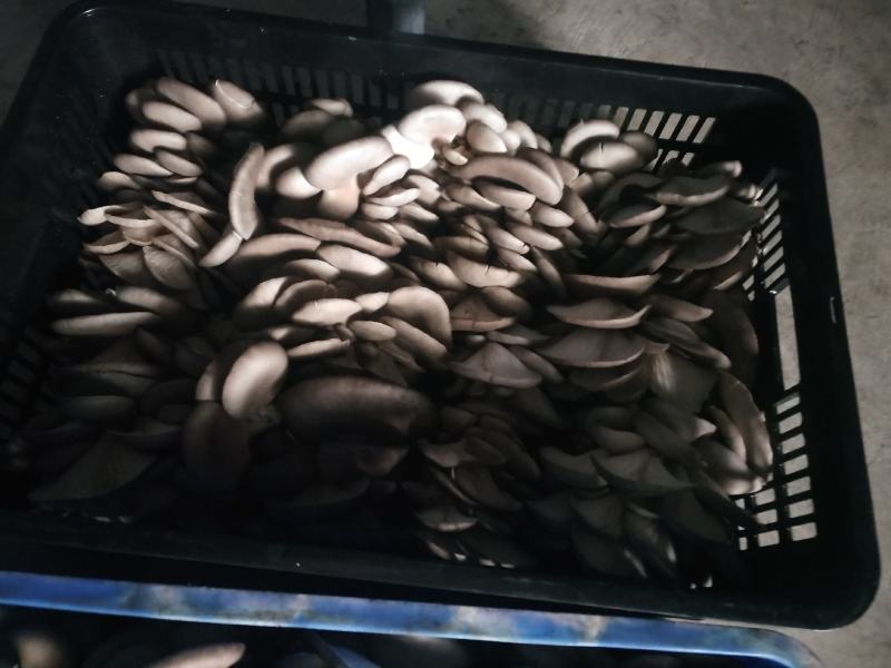 无公害食用菌：精品平菇，平菇干，食用菌棒生产销售