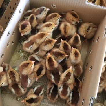 青远麻鸡苗青远麻鸡苗批发青远麻鸡苗厂家量大从优诚信经营
