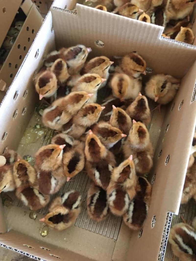 青远麻鸡苗青远麻鸡苗批发青远麻鸡苗厂家量大从优诚信经营