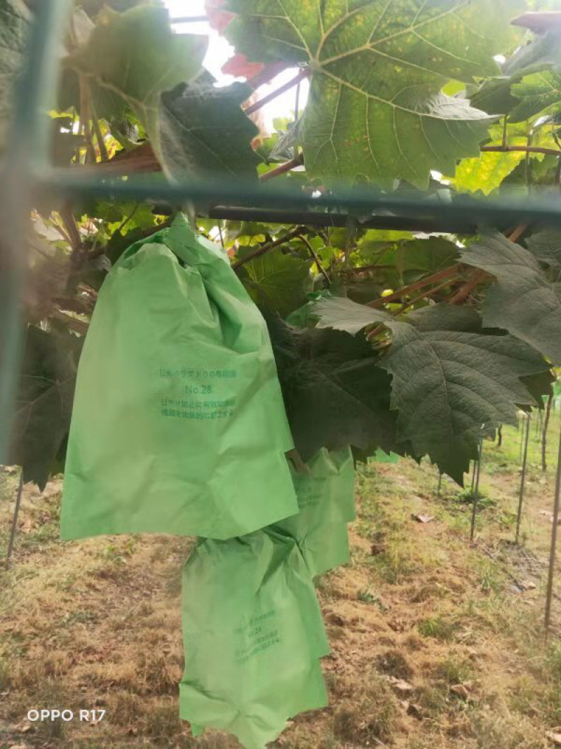 葡萄专用袋葡萄袋水果袋阳光玫瑰袋厂家直销