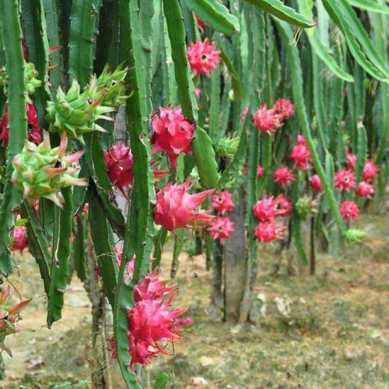 火龙果苗红心火龙果苗金都一号火龙果苗现挖苗根系好