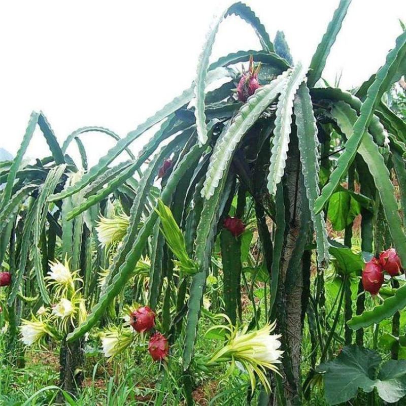 火龙果苗红心火龙果苗金都一号火龙果苗现挖苗根系好