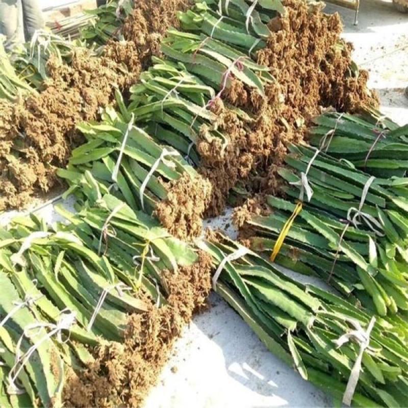 火龙果苗红心火龙果苗金都一号火龙果苗现挖苗根系好