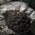 无公害食用菌：精品平菇，平菇干，食用菌棒生产销售