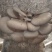 无公害食用菌：精品平菇，平菇干，食用菌棒生产销售