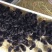 黑土鸡苗诚信经营量大从优