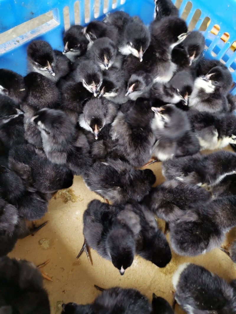 黑土鸡苗诚信经营量大从优