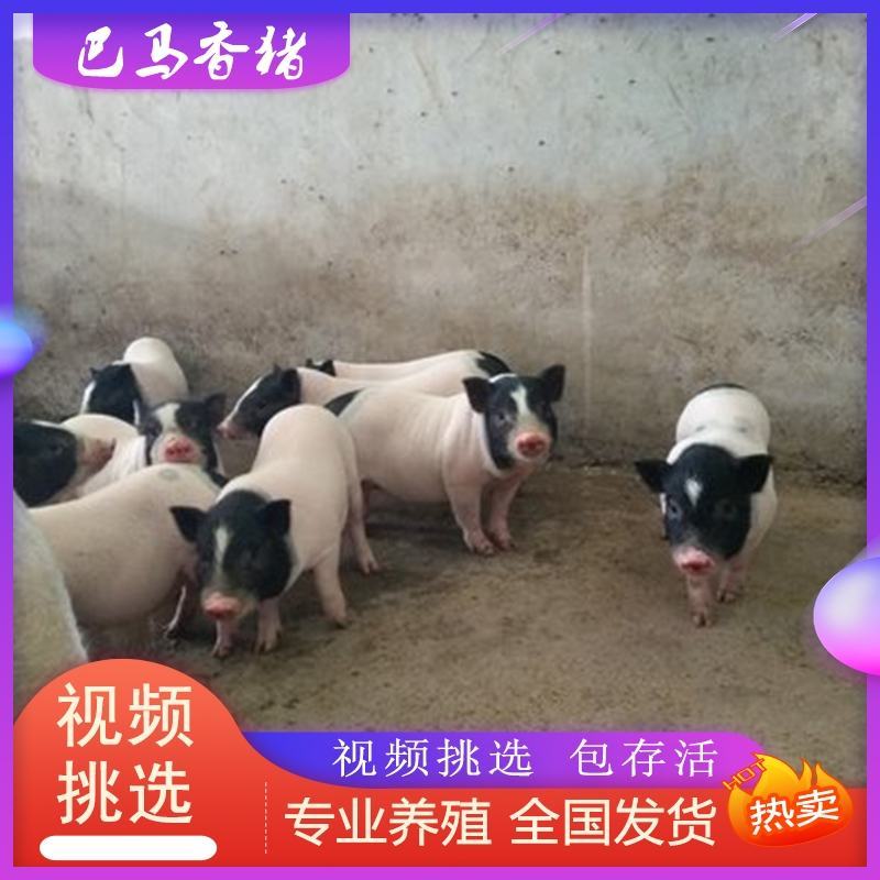 香猪巴马香猪苗优质巴马香猪怀孕母猪种公猪小香猪幼崽阉割