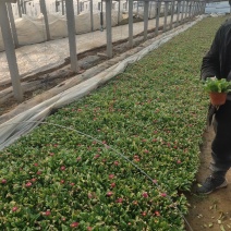 雏菊-时令草花。可视频图片看货，种植基地直供批发
