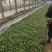 雏菊-时令草花。可视频图片看货，种植基地直供批发