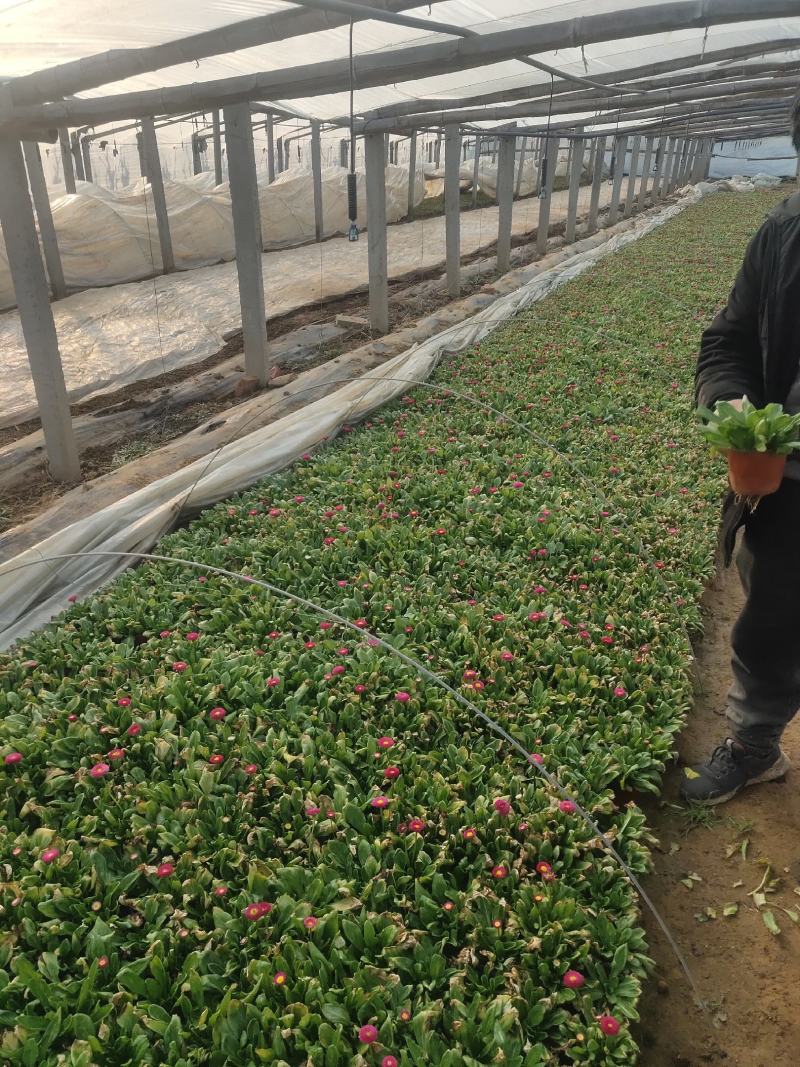 雏菊-时令草花。可视频图片看货，种植基地直供批发