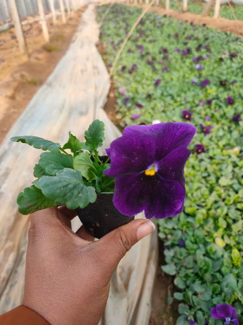 雏菊-时令草花。可视频图片看货，种植基地直供批发