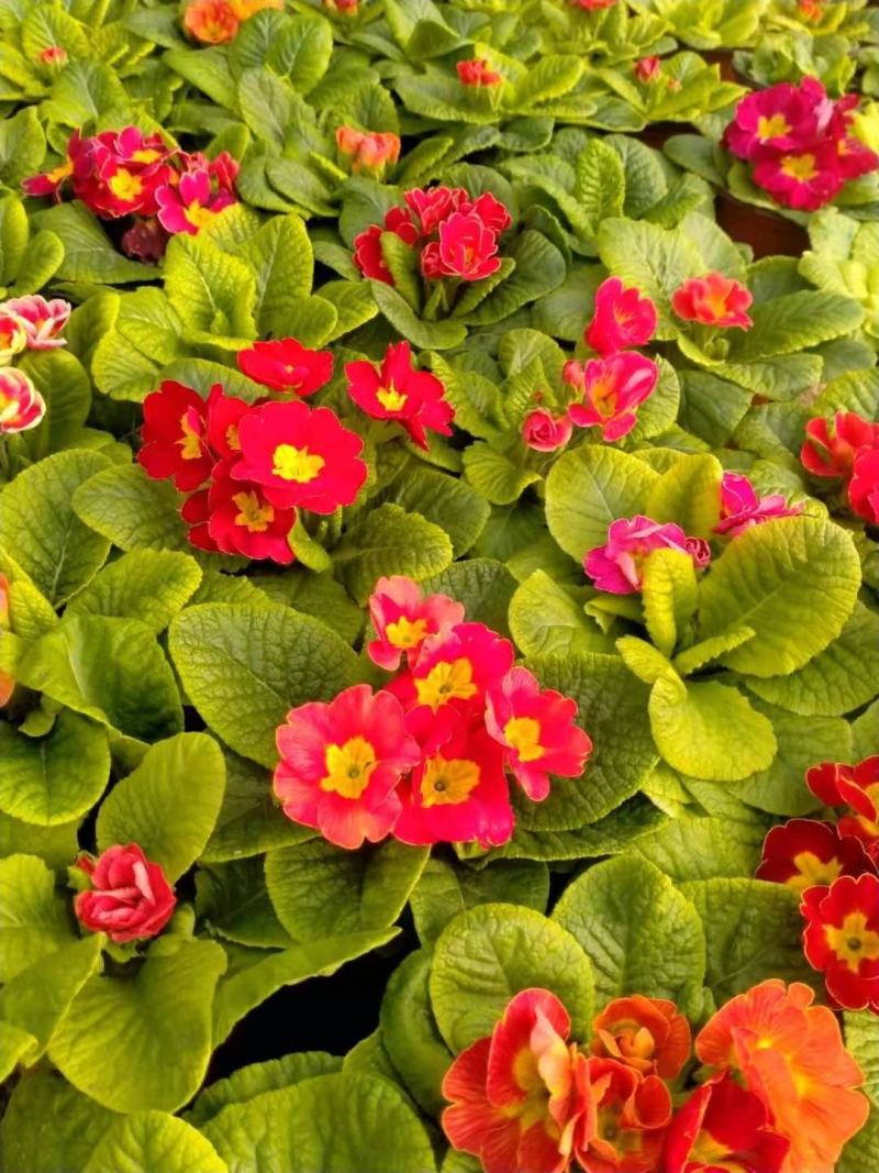 雏菊-时令草花。可视频图片看货，种植基地直供批发