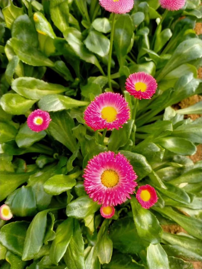 雏菊-时令草花。可视频图片看货，种植基地直供批发