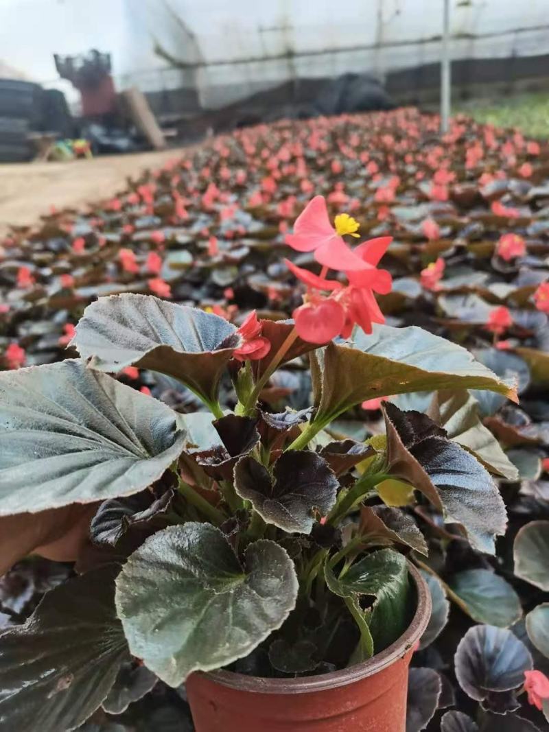 雏菊-时令草花。可视频图片看货，种植基地直供批发