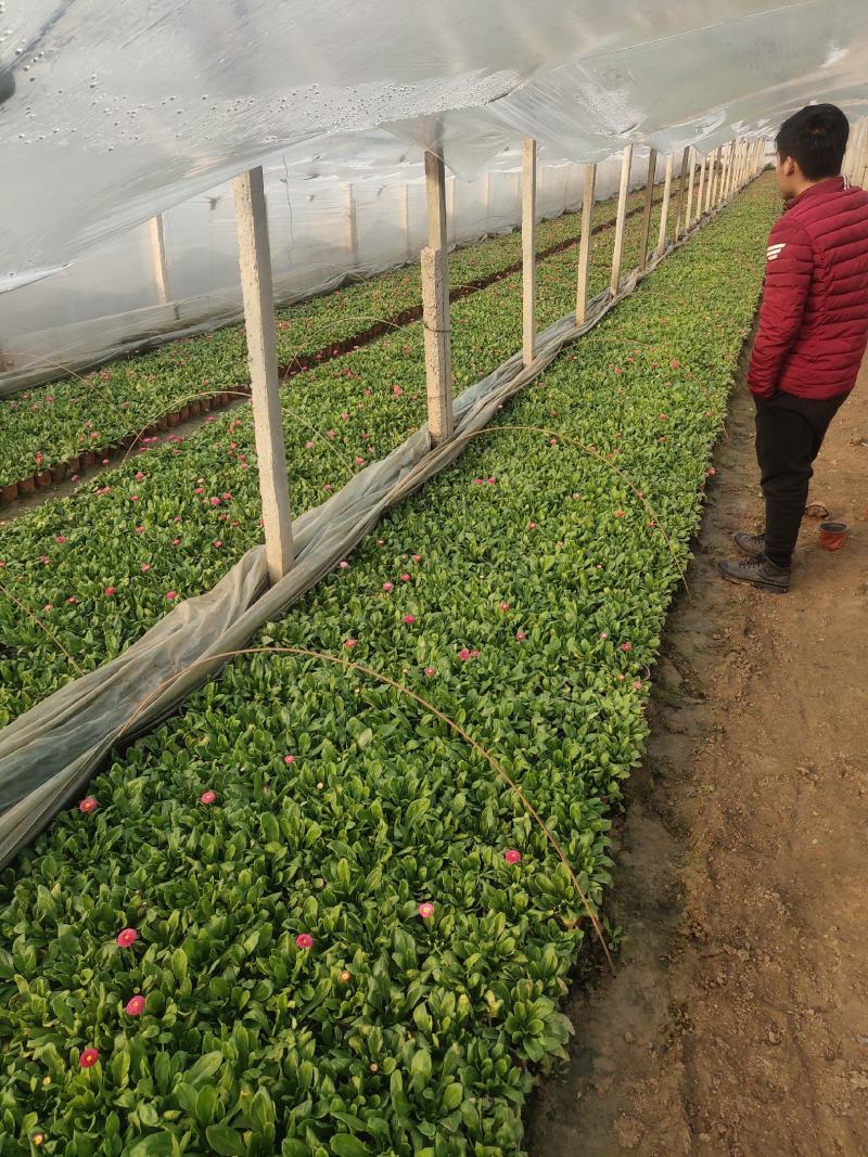 雏菊-时令草花。可视频图片看货，种植基地直供批发