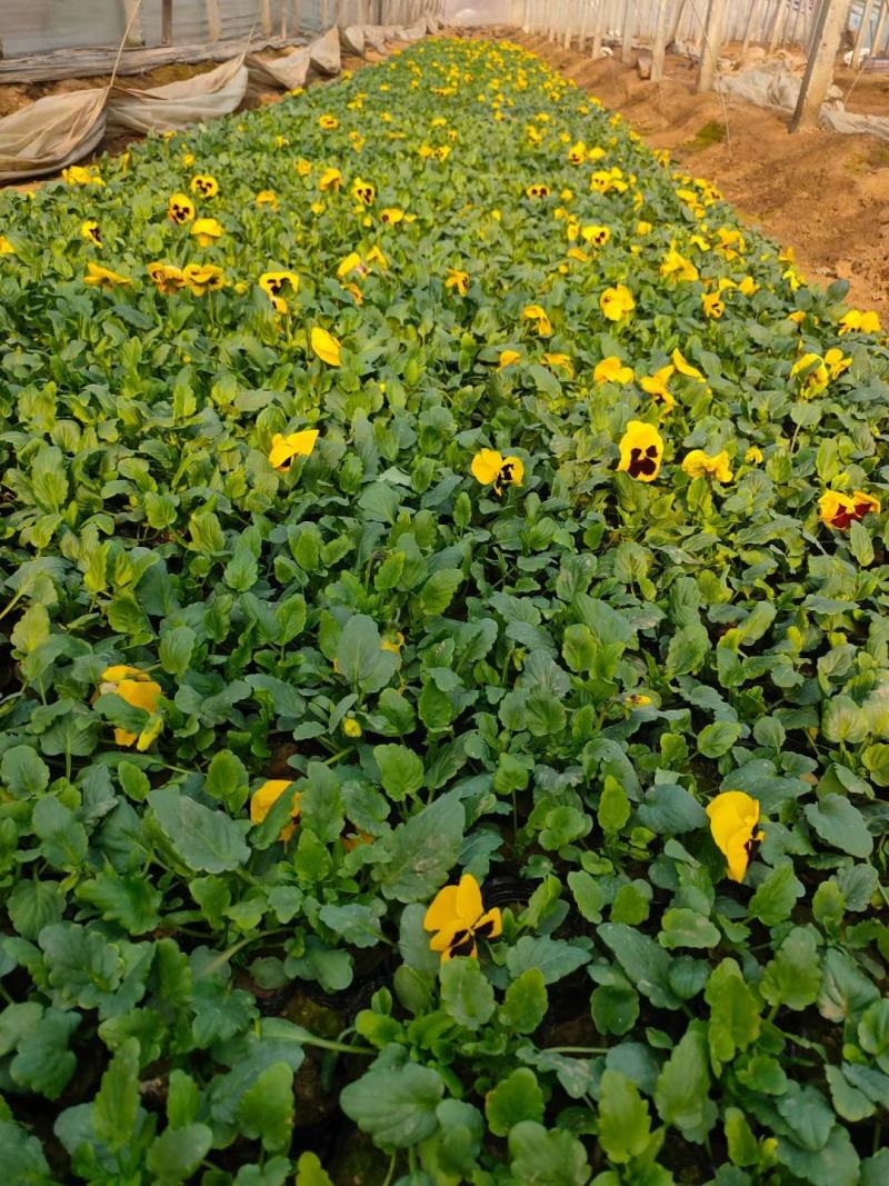 雏菊-时令草花。可视频图片看货，种植基地直供批发