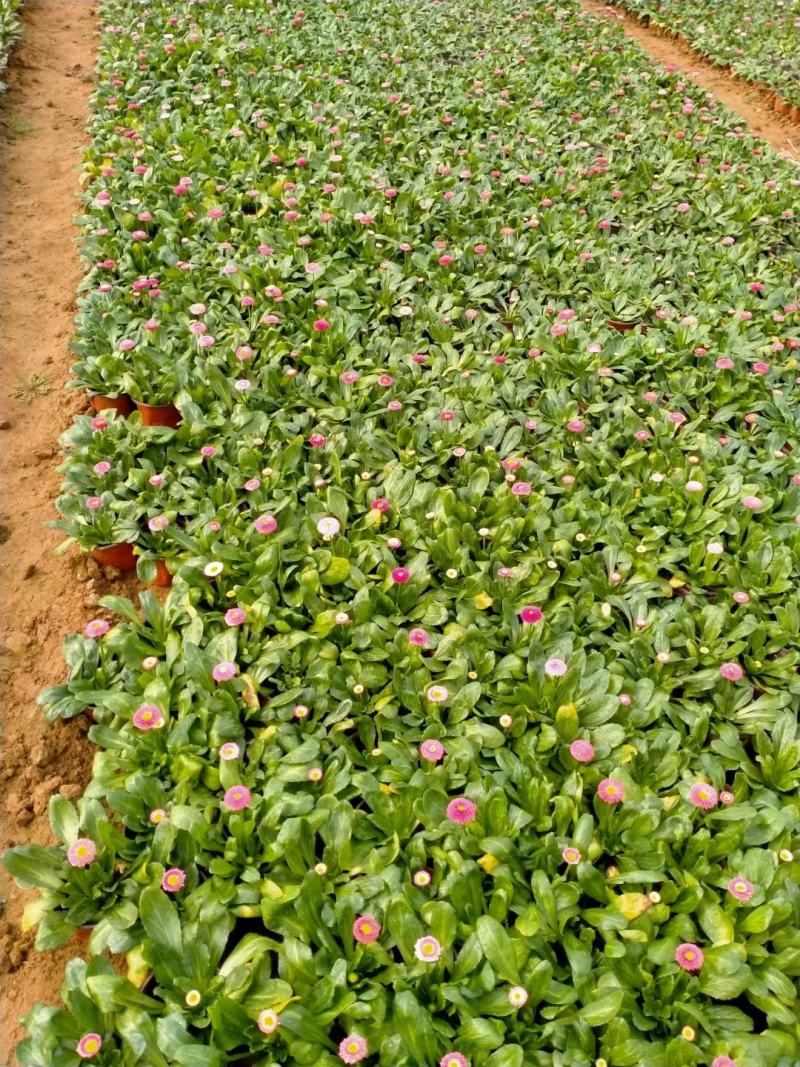 雏菊-时令草花。可视频图片看货，种植基地直供批发
