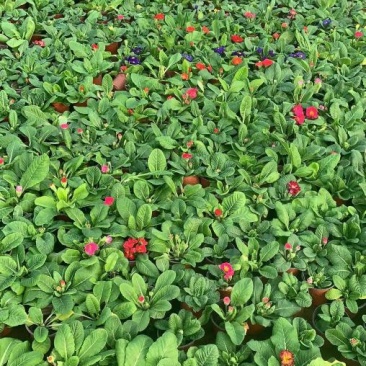 报春花-颜色全，可视频图片看货，种植基地批发