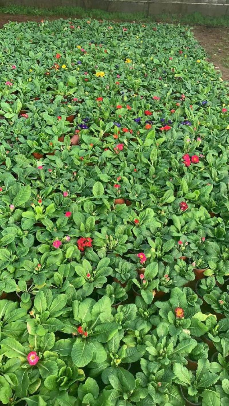 报春花-颜色全，可视频图片看货，种植基地批发