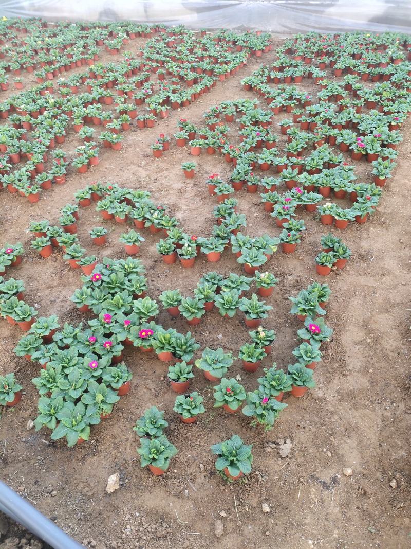 报春花-颜色全，可视频图片看货，种植基地批发