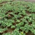 报春花-颜色全，可视频图片看货，种植基地批发