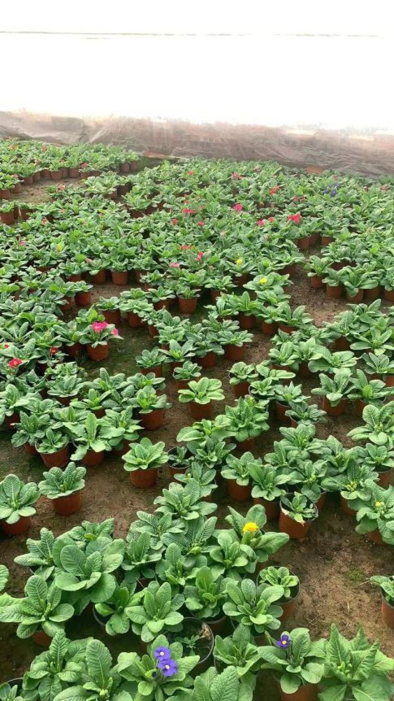 报春花-颜色全，可视频图片看货，种植基地批发
