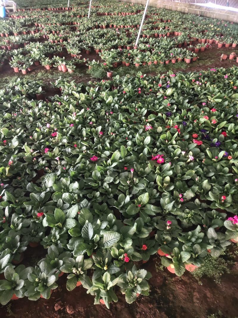 报春花-颜色全，可视频图片看货，种植基地批发
