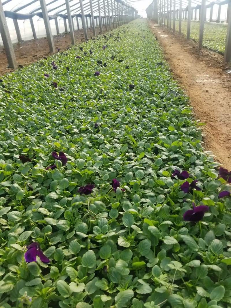 报春花-颜色全，可视频图片看货，种植基地批发