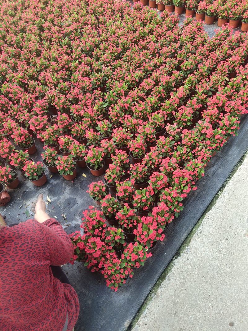 报春花-颜色全，可视频图片看货，种植基地批发