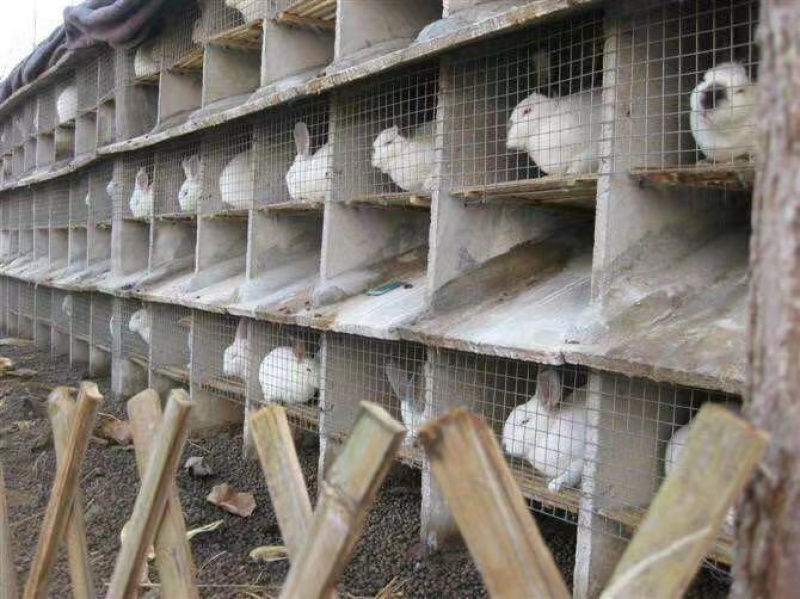功能性兔饲料厂家货源服务为主大量供应